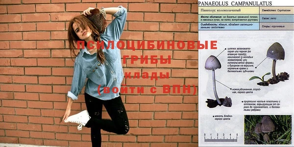 шишки Верея